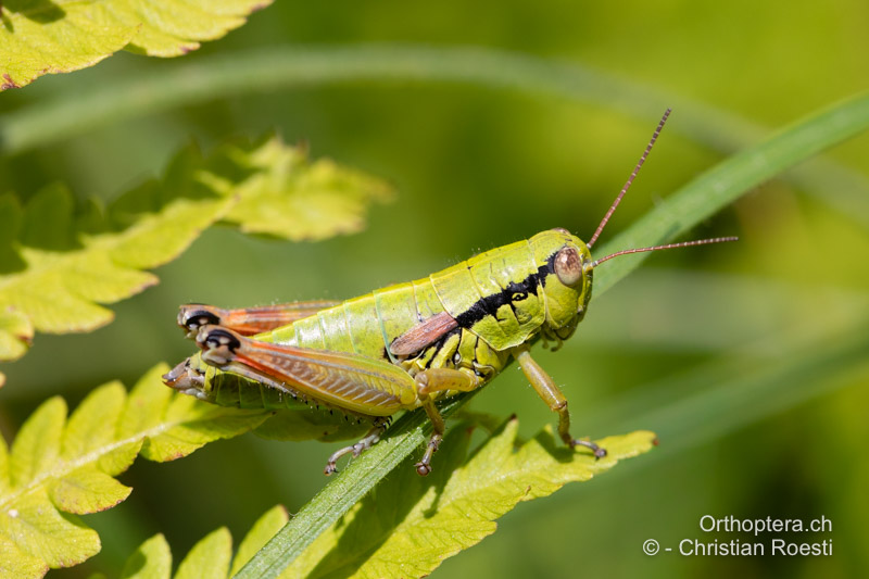 Pseudopodisma transilvanica ♀ - RO, Transsilvanien, Runc, 11.07.2020
