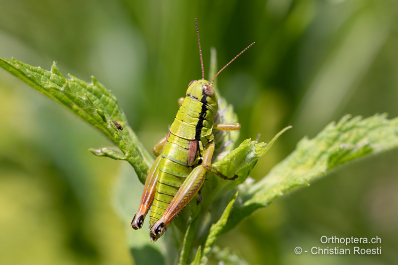 Pseudopodisma transilvanica ♀ - RO, Transsilvanien, Runc, 11.07.2020