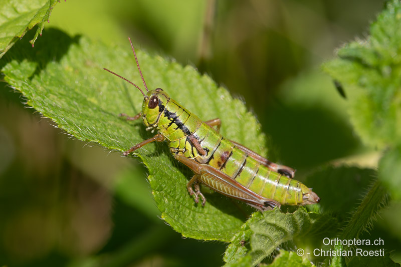 Pseudopodisma transilvanica ♀ - RO, Transsilvanien, Sibiu, 29.07.2020