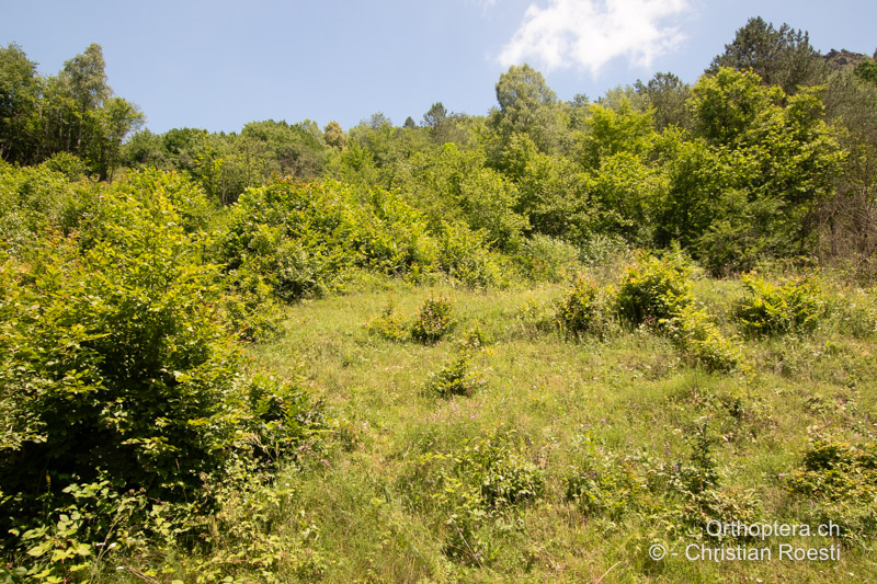 Verbuschende Weide - RO, Transsilvanien, Runc, 11.07.2020
