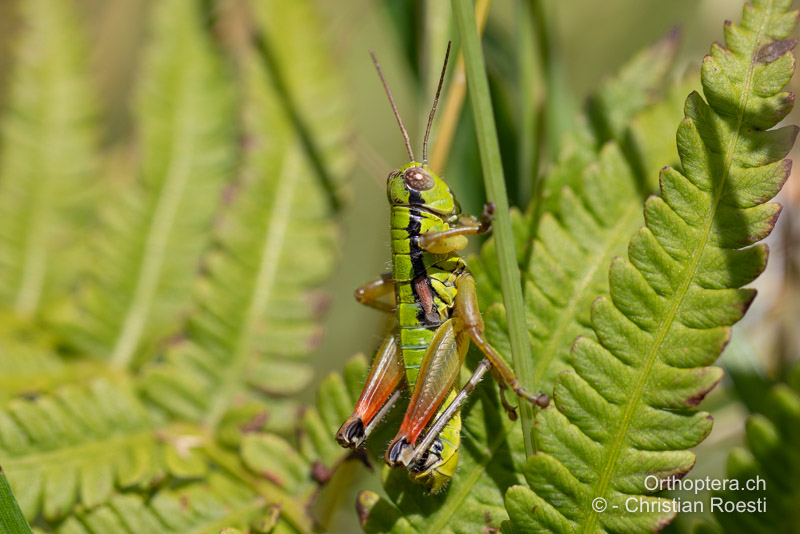 Pseudopodisma transilvanica ♂ - RO, Transsilvanien, Runc, 11.07.2020