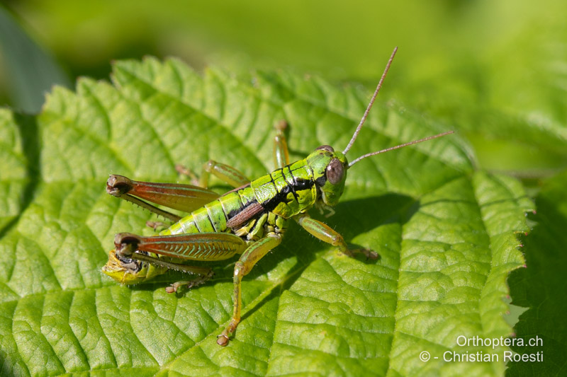 Pseudopodisma transilvanica ♂ - RO, Transsilvanien, Sibiu, 29.07.2020