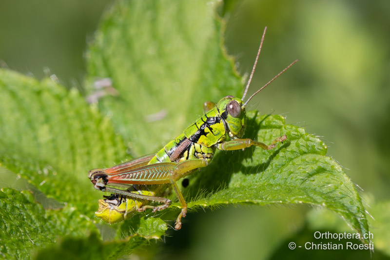 Pseudopodisma transilvanica ♂ - RO, Transsilvanien, Sibiu, 29.07.2020