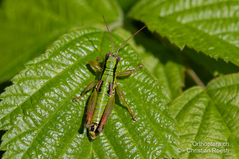 Pseudopodisma transilvanica ♂ - RO, Transsilvanien, Sibiu, 29.07.2020