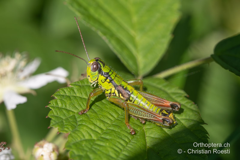 Pseudopodisma transilvanica ♂ - RO, Transsilvanien, Sibiu, 29.07.2020