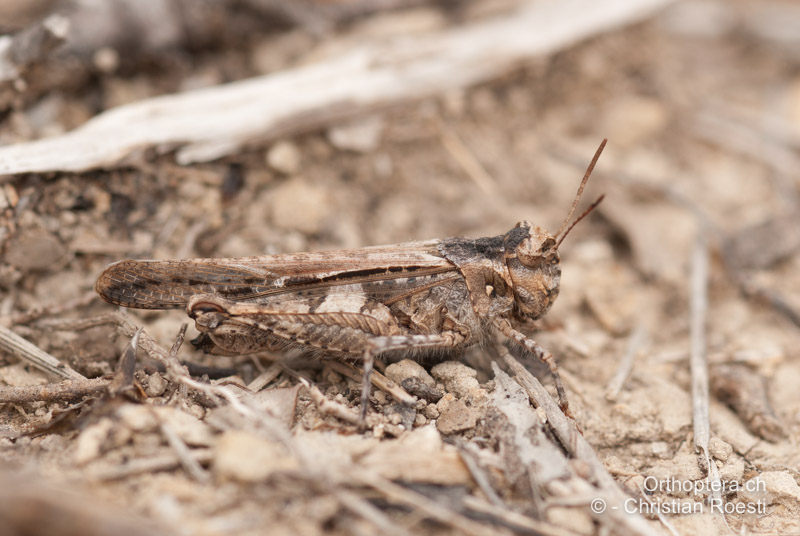 Acrotylus insubricus ♀ - FR, Bouches-du-Rhône, Aureille, 08.04.2009