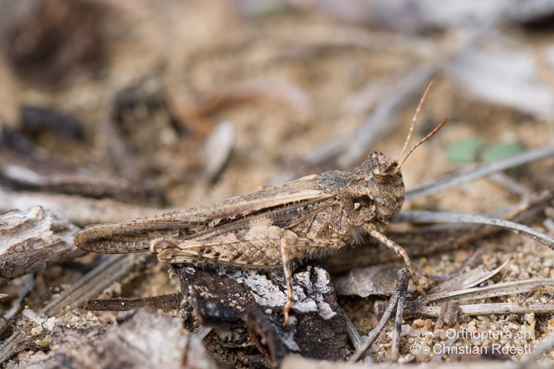 Acrotylus insubricus ♀ - ES, Aragonien, Mas de las Matas, 30.03.2013