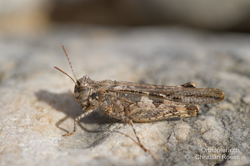 Acrotylus insubricus ♀ - ES, Aragonien, Mas de las Matas, 30.03.2013