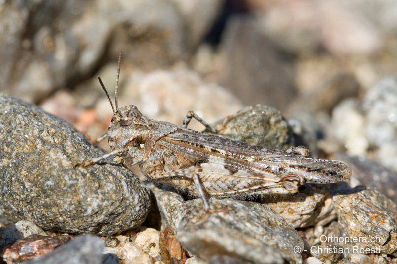Acrotylus insubricus ♀ - FR, Var, Fréjus, 25.09.2014