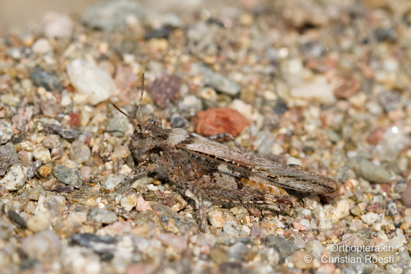 Acrotylus insubricus ♀ - FR, Var, Fréjus, 25.09.2014