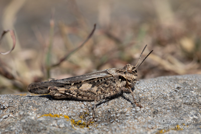 Acrotylus insubricus ♀ - RO, Dobrudscha, Greci, 13.09.2024