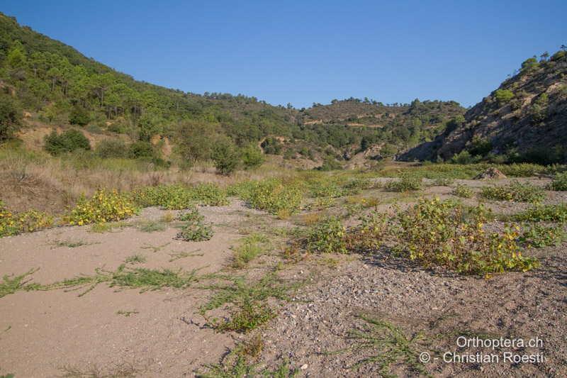 Trockenes Flussbett mit viel Sand - FR, Var, Fréjus, 25.09.2014