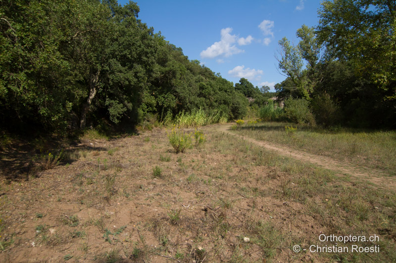 Trockene sandige Flächen - FR, Var, Fréjus, 25.09.2014