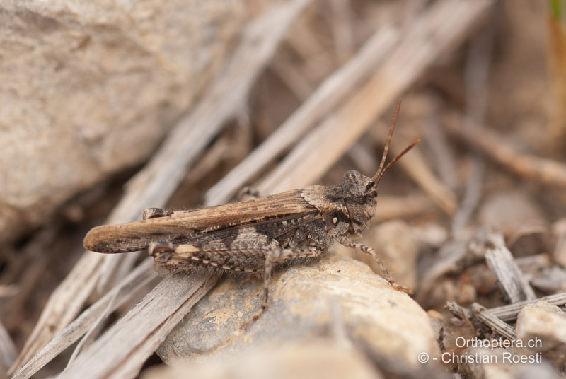 Acrotylus insubricus ♂ - FR, Bouches-du-Rhône, Aureille, 08.04.2009