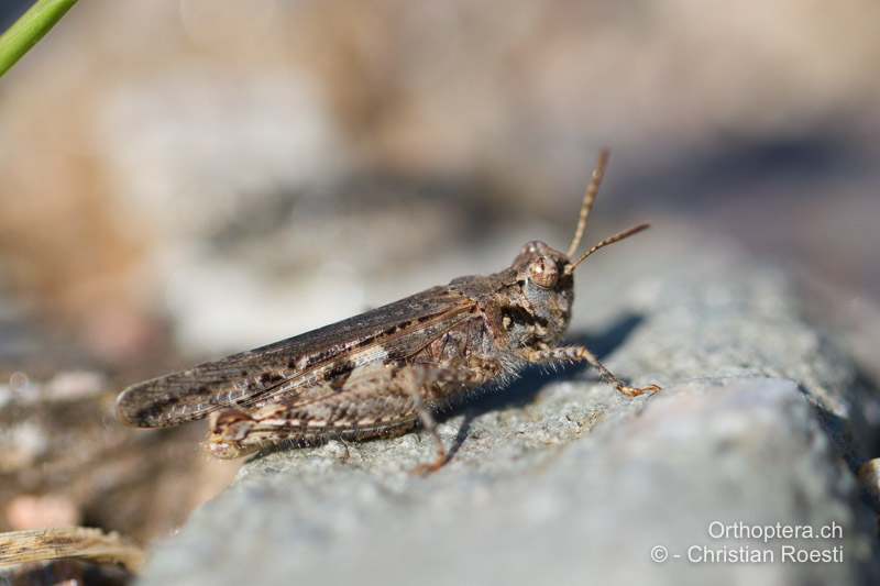 Acrotylus insubricus ♂ - FR, Var, Fréjus, 25.09.2014