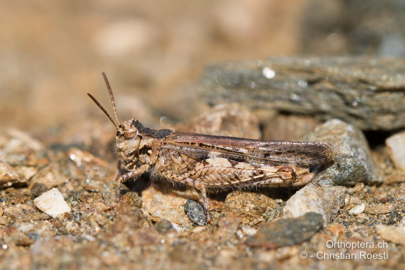 Acrotylus insubricus ♂ - FR, Var, Collobrières, 26.09.2014
