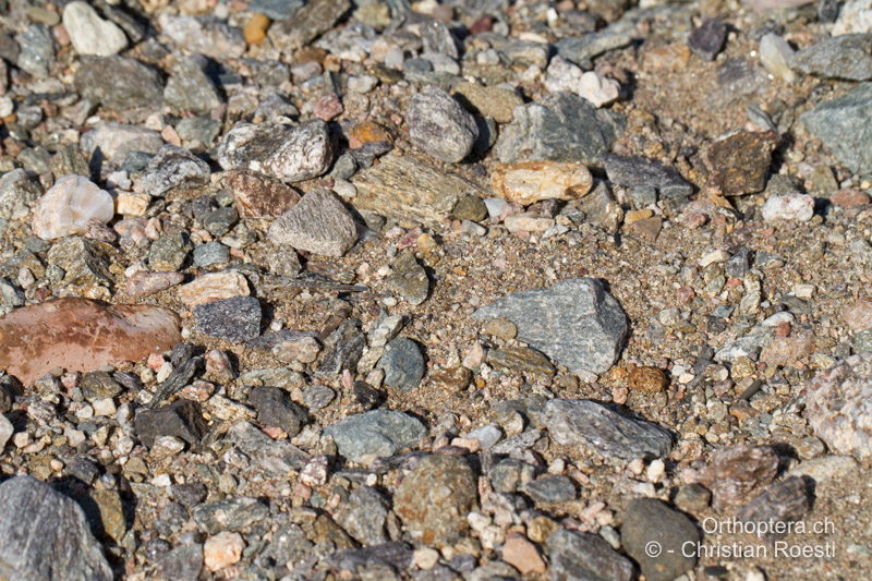 Tarnung von Acrotylus insubricus ♀ - FR, Var, Fréjus, 25.09.2014