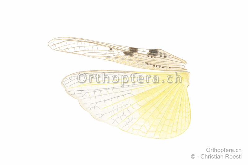 Linker Vorder- und Hinterflügel von Acrotylus longipes ♂.