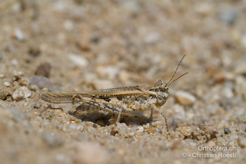 Acrotylus longipes ♀ - GR, Makedonien, Nea Kardylia, 12.07.2012