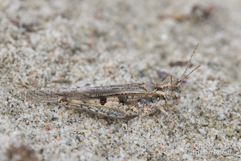 Acrotylus longipes ♀ - GR, Makedonien, Katerini, 15.07.2017