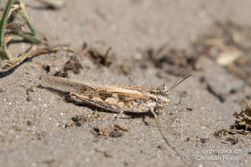 Acrotylus longipes ♀ - RO, Dobrudscha, Letea, 22.07.2020