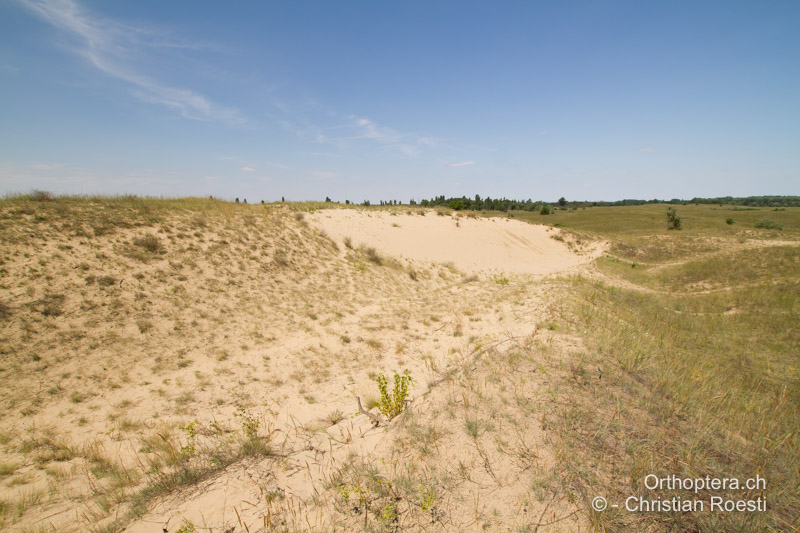 Lückig bewachsene Sanddünen, hier lebt die Art zusammen mit Calliptamus barbarus und Dociostaurus brevicollis - HU, Südliche Grosse Tiefebene, Kecskemét, 08.07.2016
