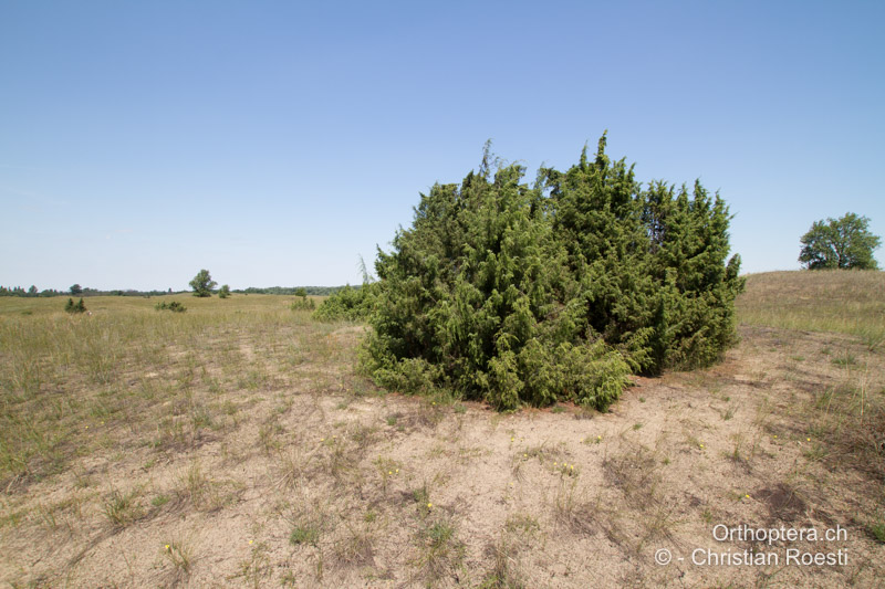 Lückig bewachsene Sanddünen mit Wacholderbüschen, hier kommen auch Euchorthippus pulvinatus und Myrmeleotettix antennatus vor - HU, Südliche Grosse Tiefebene, Kecskemét, 08.07.2016