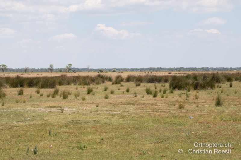 Von Pferden beweidete Sanddünen - RO, Dobrudscha, Letea, 14.07.2022