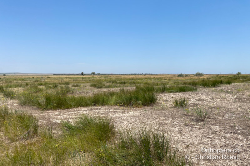 Wunderschöne Dünenlandschaft in der Dobrudscha - RO, Dobrudsca, Istria, 16.07.2022