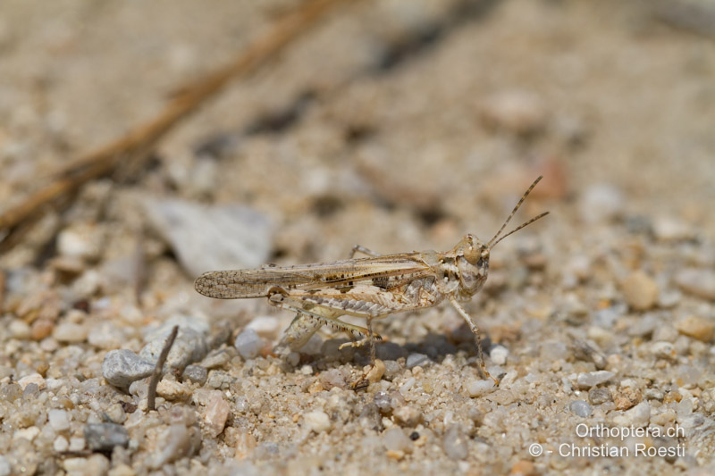 Acrotylus longipes ♂ - GR, Makedonien, Nea Kardylia, 12.07.2012