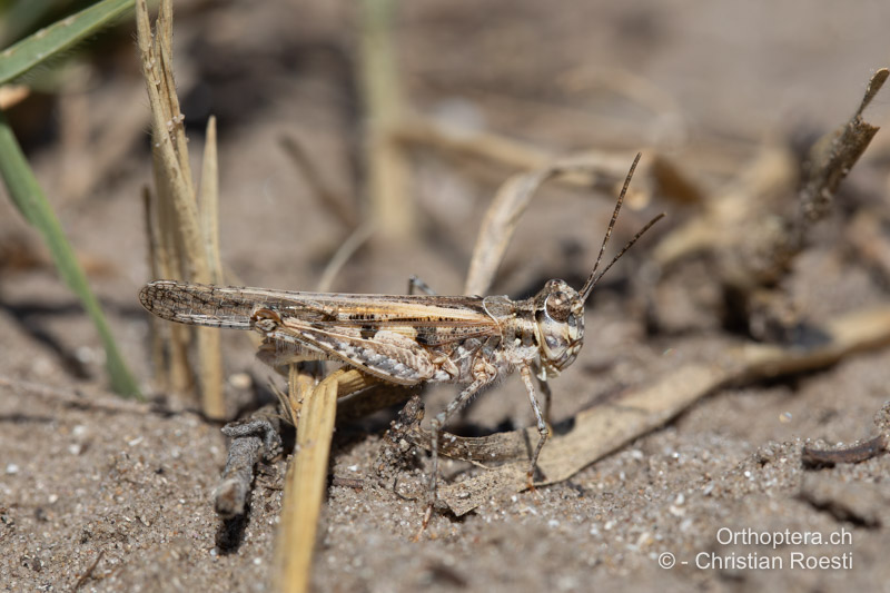 Acrotylus longipes ♂ - RO, Dobrudscha, Letea, 22.07.2020