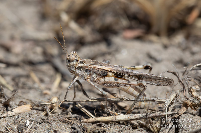 Acrotylus longipes ♂ - RO, Dobrudscha, Letea, 22.07.2020