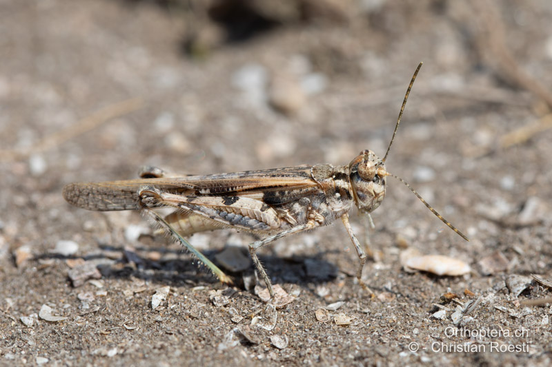 Acrotylus longipes ♂ - RO, Dobrudsca, Istria, 16.07.2022