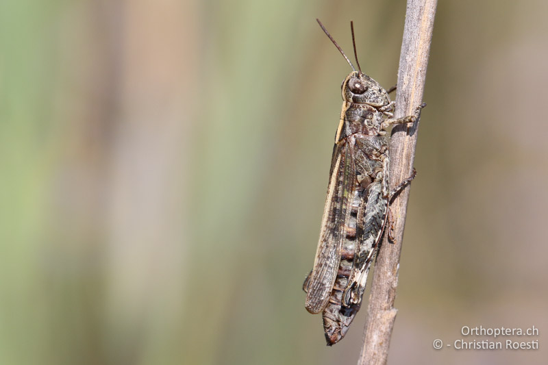 Epacromius coerulipes ♀ - AT, Burgenland, Oggau am Neusiedlersee, 15.09.2016