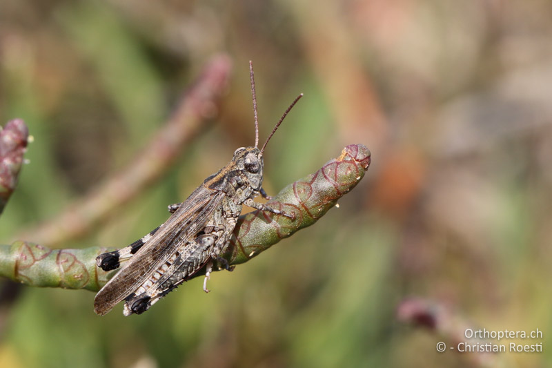 Epacromius coerulipes ♂ - AT, Burgenland, Oggau am Neusiedlersee, 15.09.2016