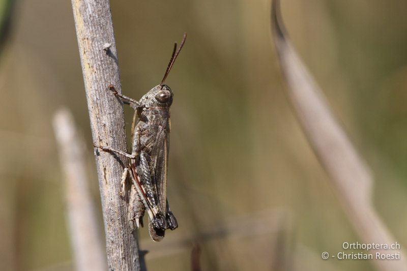 Epacromius coerulipes ♂ - AT, Burgenland, Oggau am Neusiedlersee, 15.09.2016