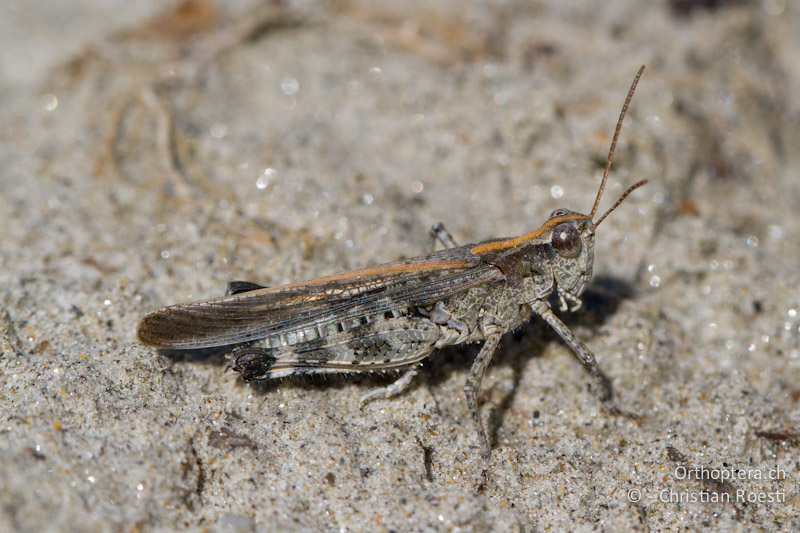 Epacromius tergestinus