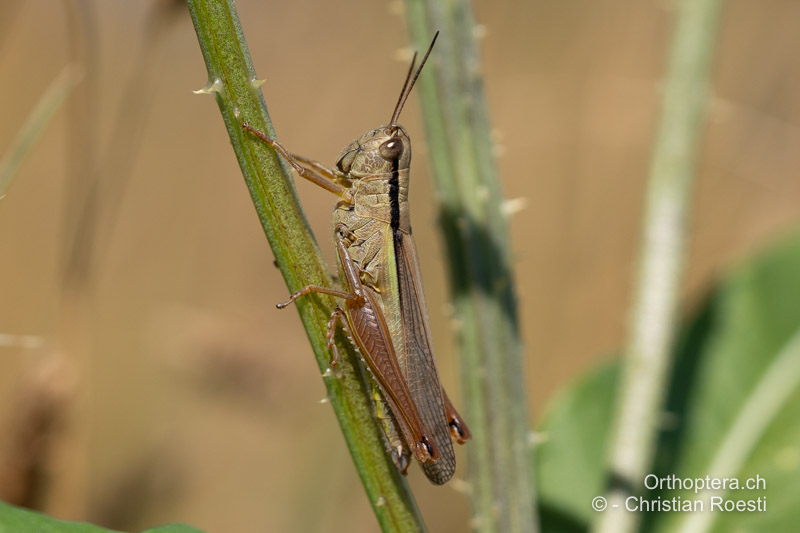 Seltene, braune Farbvariante von Mecostethus parapleurus ♀ - CH, LU, Pfaffnau, 11.08.2024