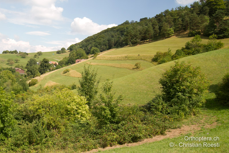 Strukturreiche Mähwiesenlandschaft mit Altgrasstreifen - CH, AG, Oltingen, 20.08.2015