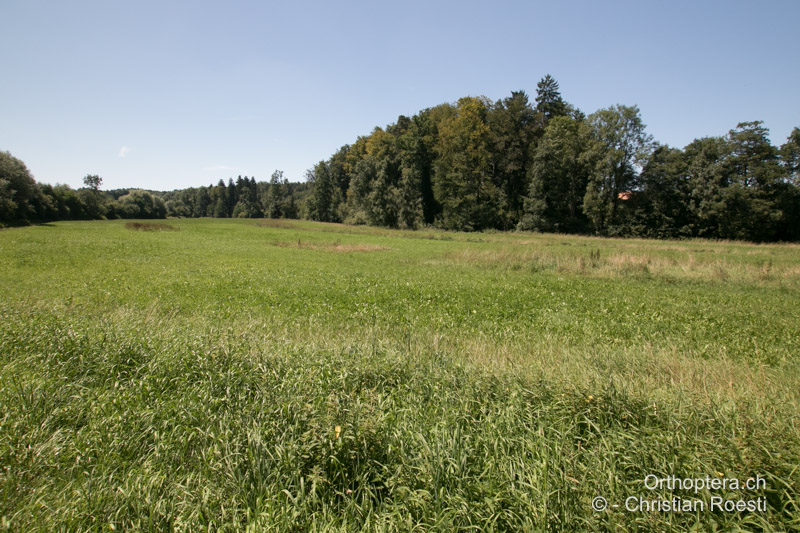 Vernässte Wiesen in der Biberaue mit Altgrasstreifen - CH, BE, Gurbrü, 07.08.2027