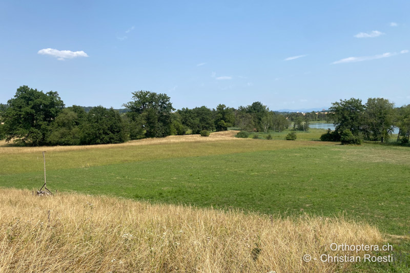 Fromentalwiesen an den Katzenseen - CH, ZH, Regensdorf, 10.07.2023