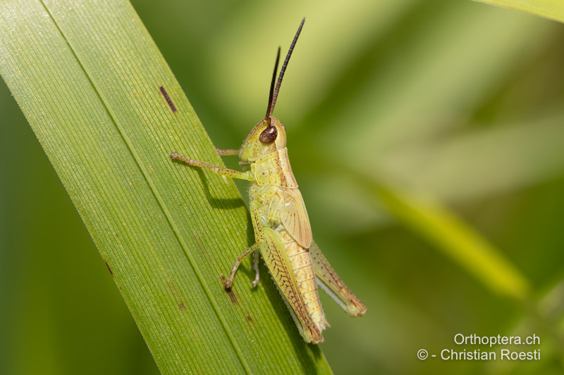 Larve von Mecostethus parapleurus ♂ im 5. und letzten Larvenstadium - RO, Transsilvanien, Homorod, 09.07.2022