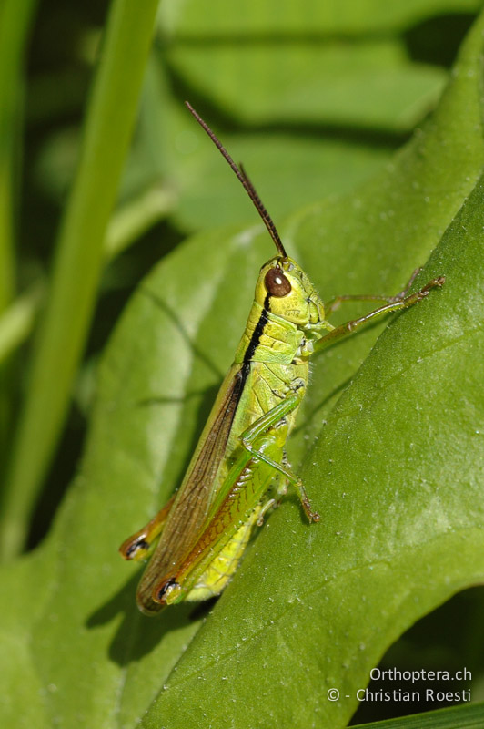 Mecostethus parapleurus ♂ - CH, VS, Susten, 30.07.2007