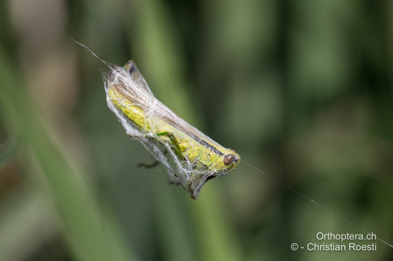 ♂ von Mecostethus parapleurus als Beute der Wespenspinne - CH, BE, Gurbrü, 07.08.2027