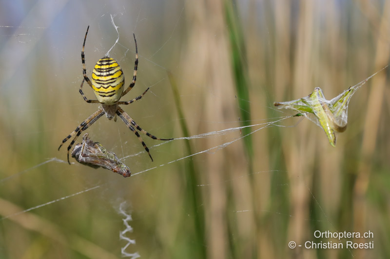 Wespenspinne mit Mecostethus parapleurus ♀ als Beute. Bei Kartieren springen die flüchtenden Tiere nicht selten in die Netze! - CH, AG, Oftringen, 11.08.2021