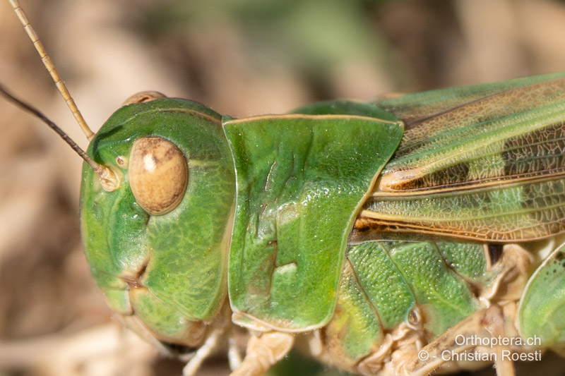 Halsschild von Oedaleus decorus ♂, manchmal ist die weisse Kreuzzeichnung kaum sichtbar. - AL, Gijrokastra, 19.06.2024