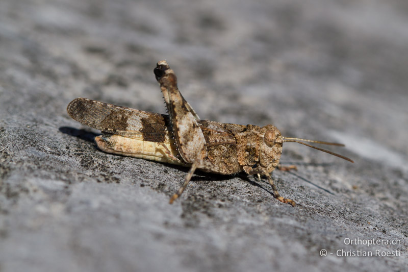 Oedipoda caerulescens ♂ - CH, VS, Leuk, 20.08.2013