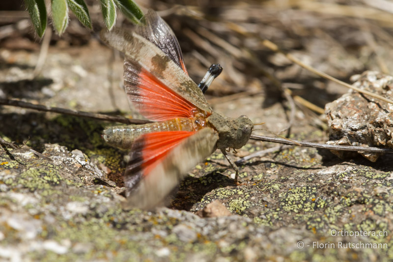 Oedipoda germanica ♀ - GR, Westmakedonien, Mt. Varnous, 20.07.2012