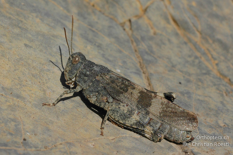 Oedipoda germanica ♀ - FR, Hautes-Alpes, Le Palastre, 04.09.2007