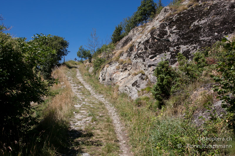Strukturreiche Felsensteppe mit viel offenem Fels - CH, VS, Jeizinen, 10.08.2013